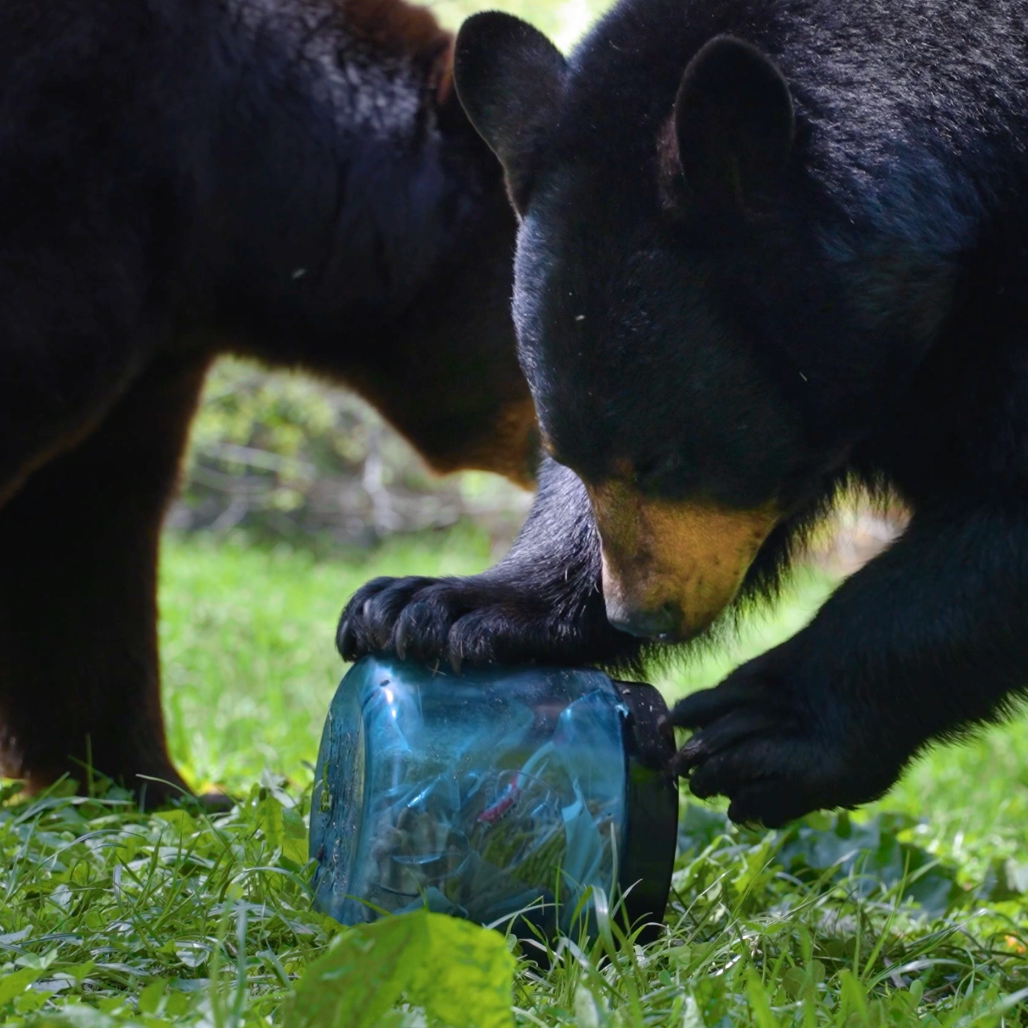 BEARVAULT