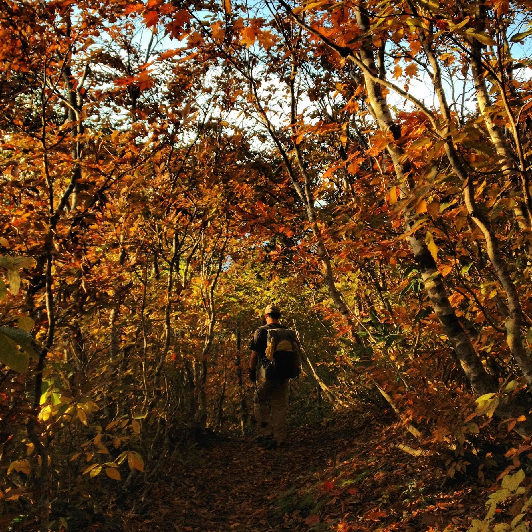 Gorilla 50 Ultralight Backpack